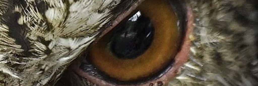 Lechucero57's profile banner image