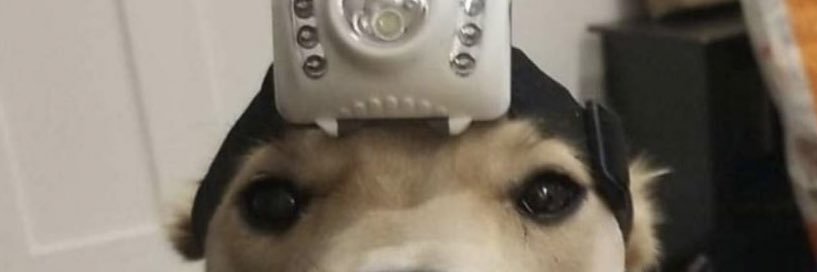 ThiccRacc's profile banner image