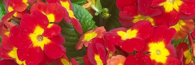 stevelitten1's profile banner image