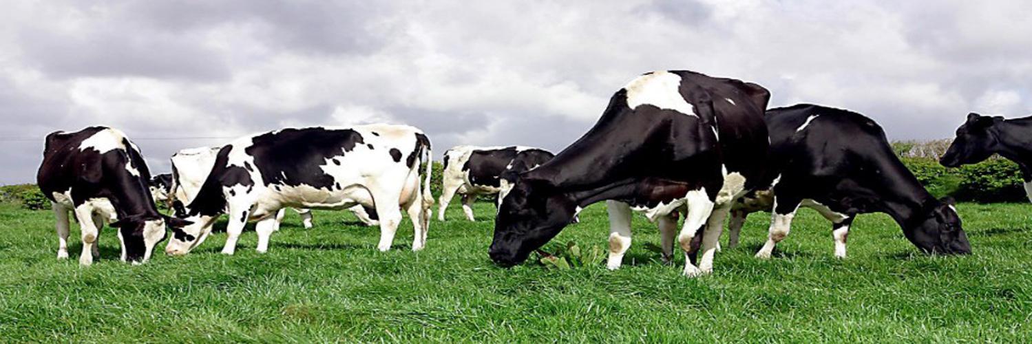 dairy_pod's profile banner image