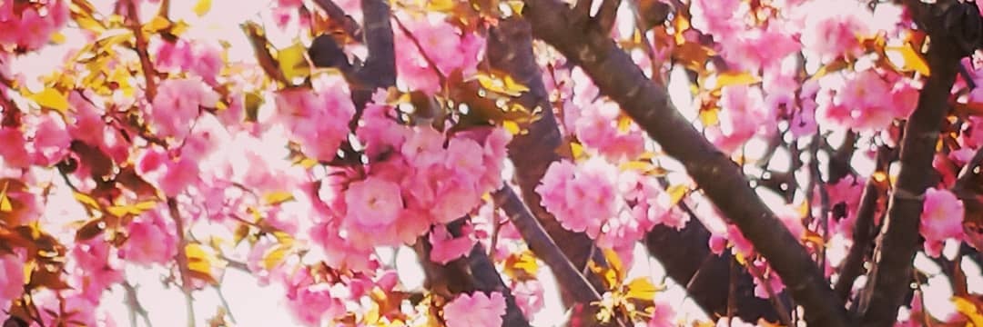 Hinase0417's profile banner image
