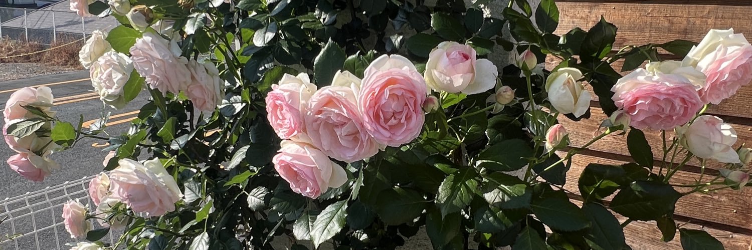 chiy_cherry's profile banner image