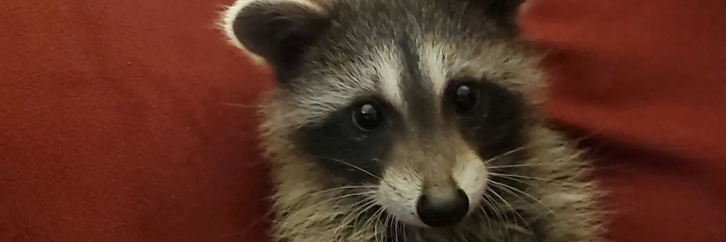 Heather Humphrey banner