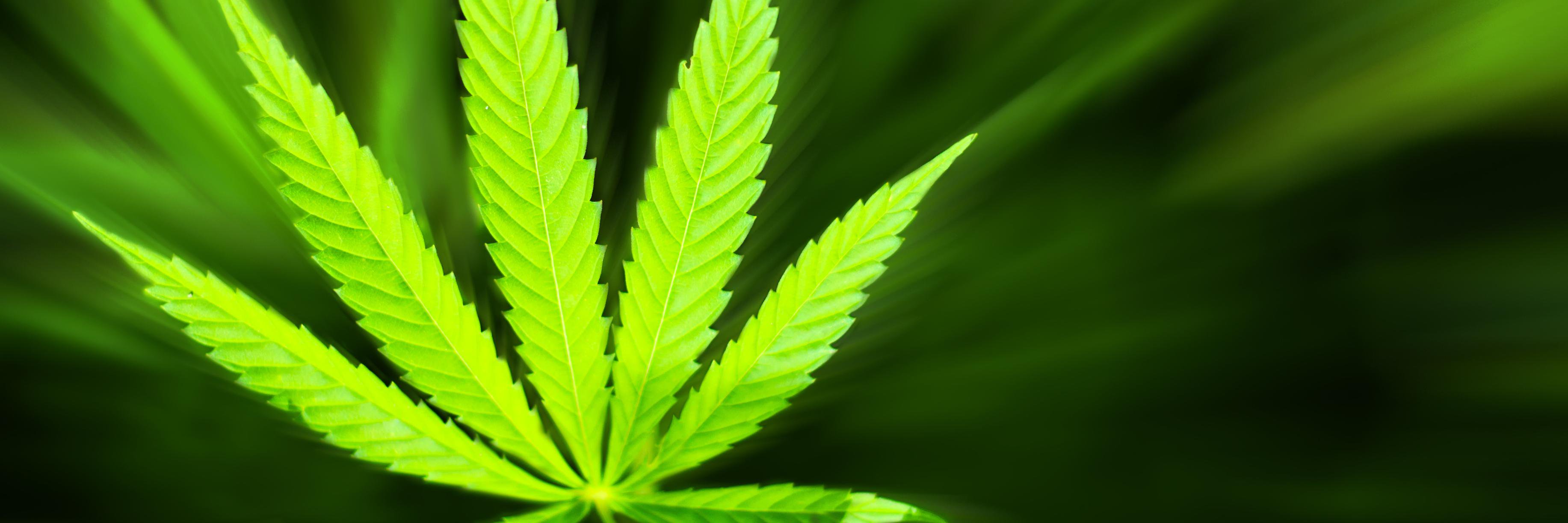 CannaManNC's profile banner image