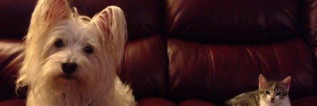 Ms_Hamlet_Cocky's profile banner image