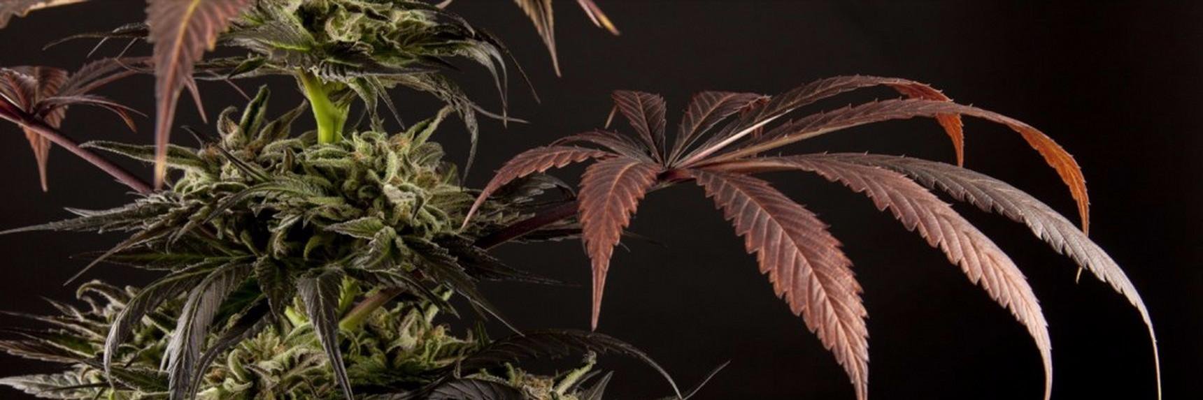 MCS_Cannabis's profile banner image