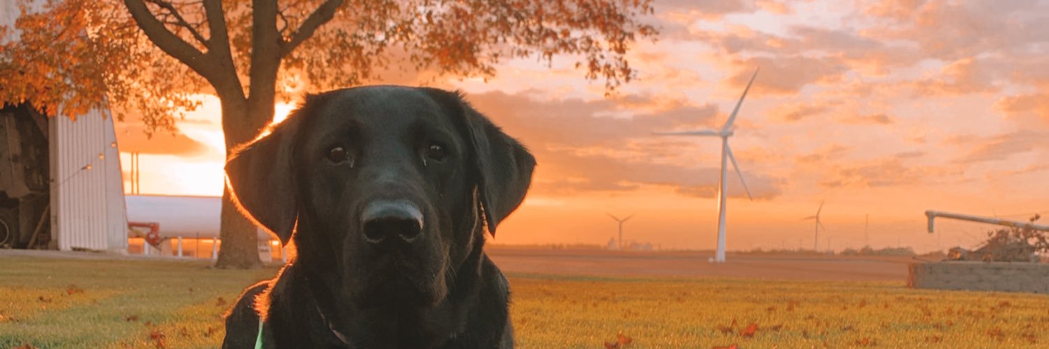 widmanlauren's profile banner image