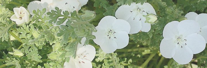 oguma1007's profile banner image