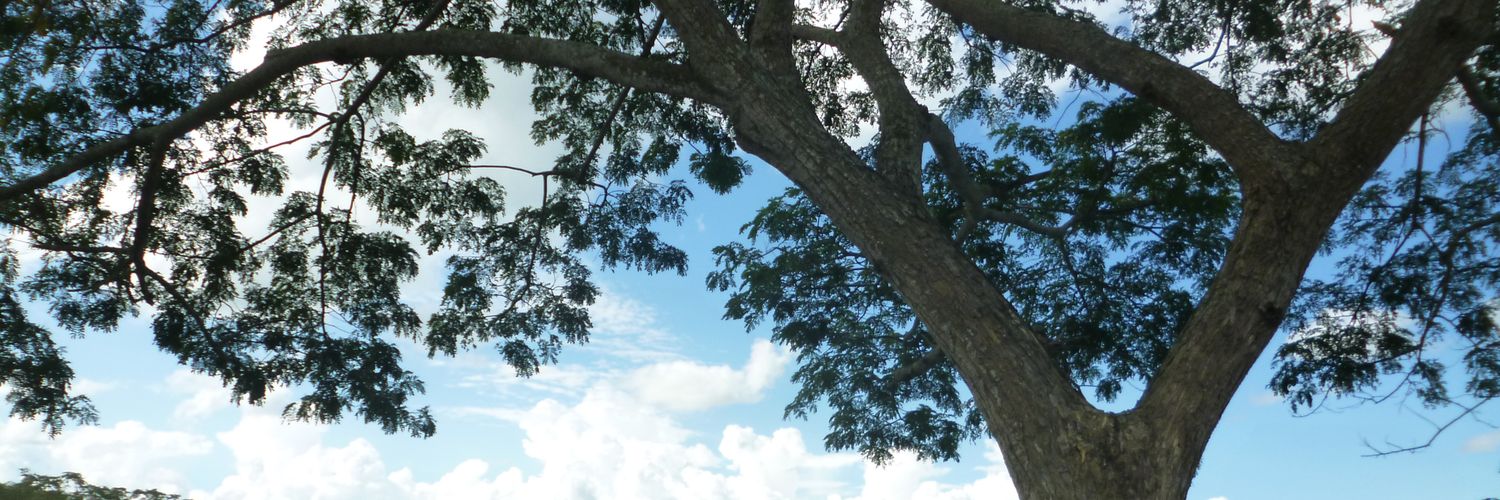 Shisime's profile banner image