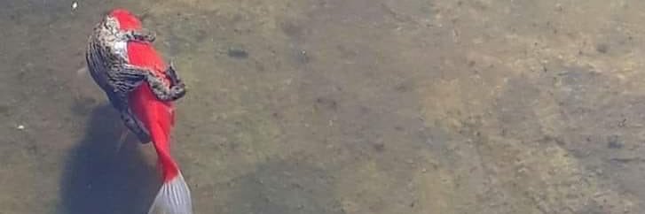 D_Dstoker's profile banner image