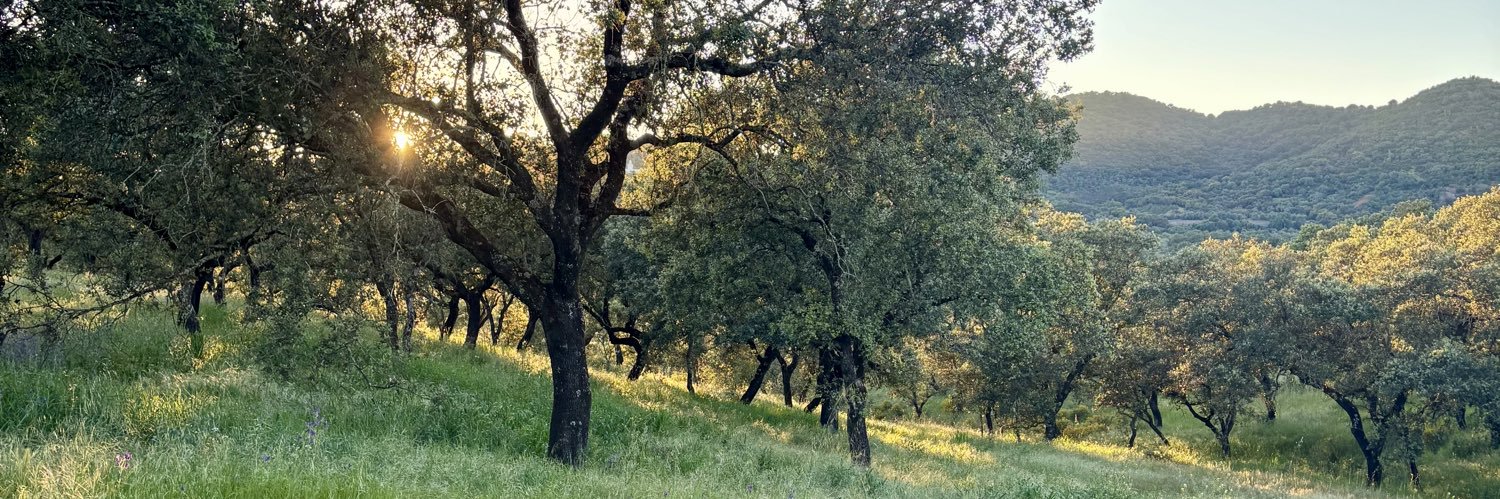 entrearbres's profile banner image
