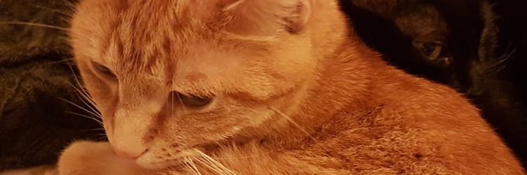 Tony_Loon_'s profile banner image