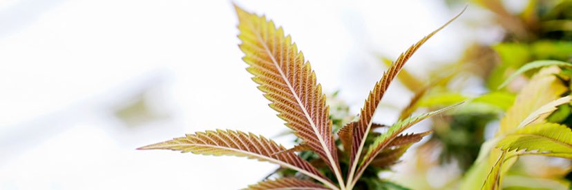 MarijuanatimesX's profile banner image