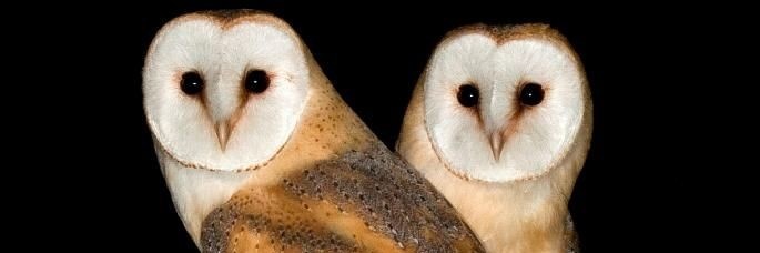 ☆sabrina☆ banner