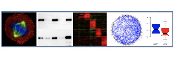 André  Gerber banner