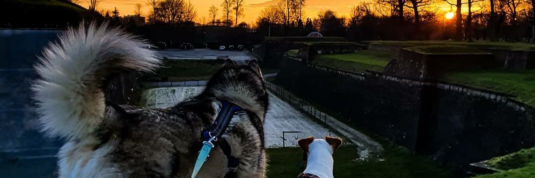 Anthoydn's profile banner image