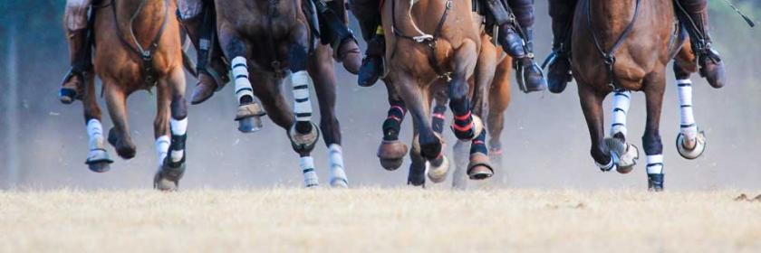 PolocrosseSA's profile banner image