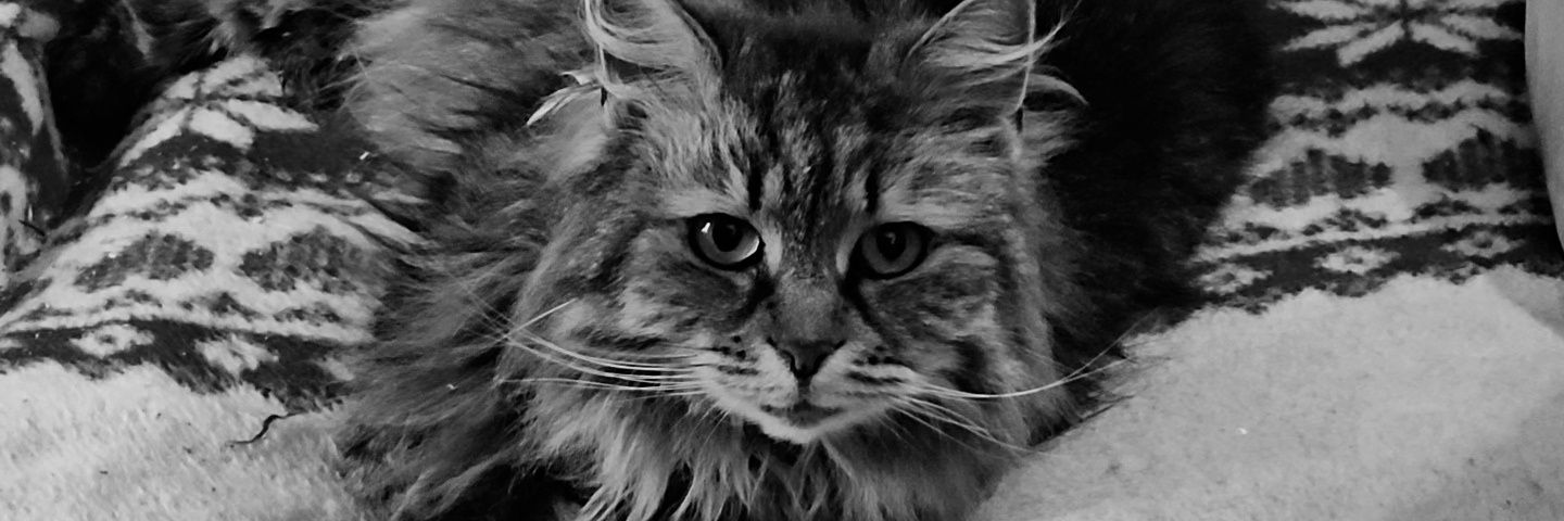 JeffT1D's profile banner image