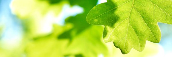 Oaktree Profile Banner