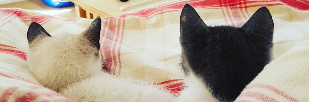 CharloooDenise's profile banner image