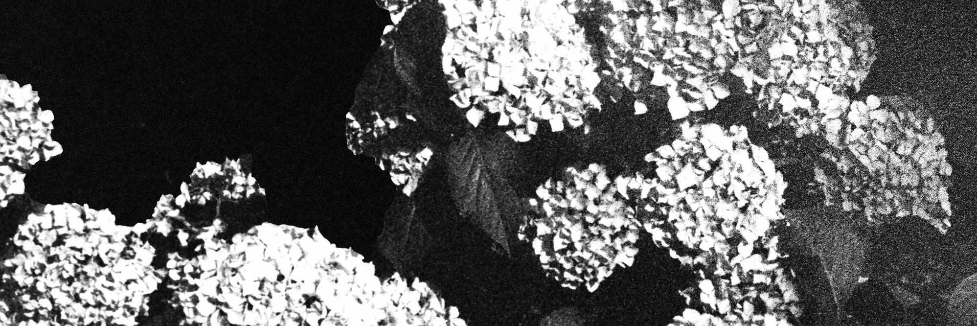 T_Canopy's profile banner image