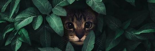 mchtopcu's profile banner image