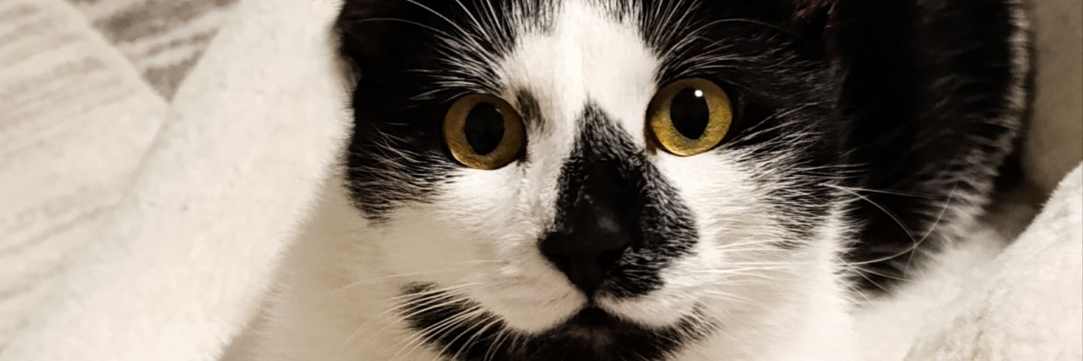 BasicMery's profile banner image