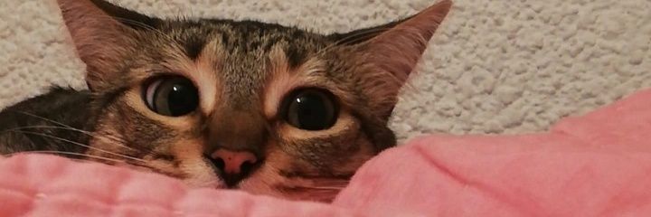marianaespind's profile banner image