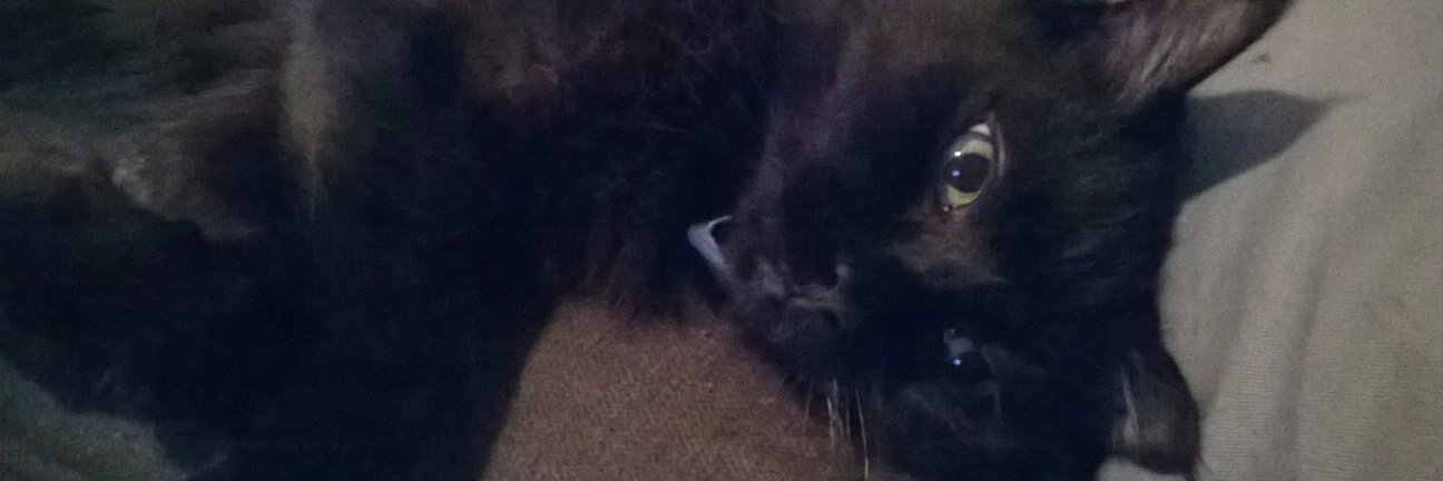 CrazyCasperCat's profile banner image