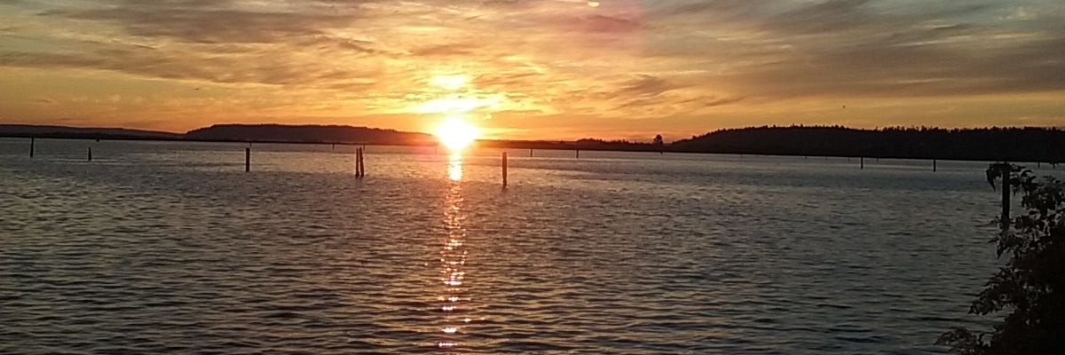 petunia2163's profile banner image