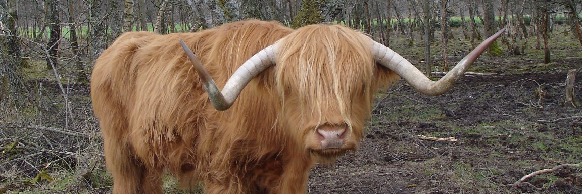 Boffin Projects banner