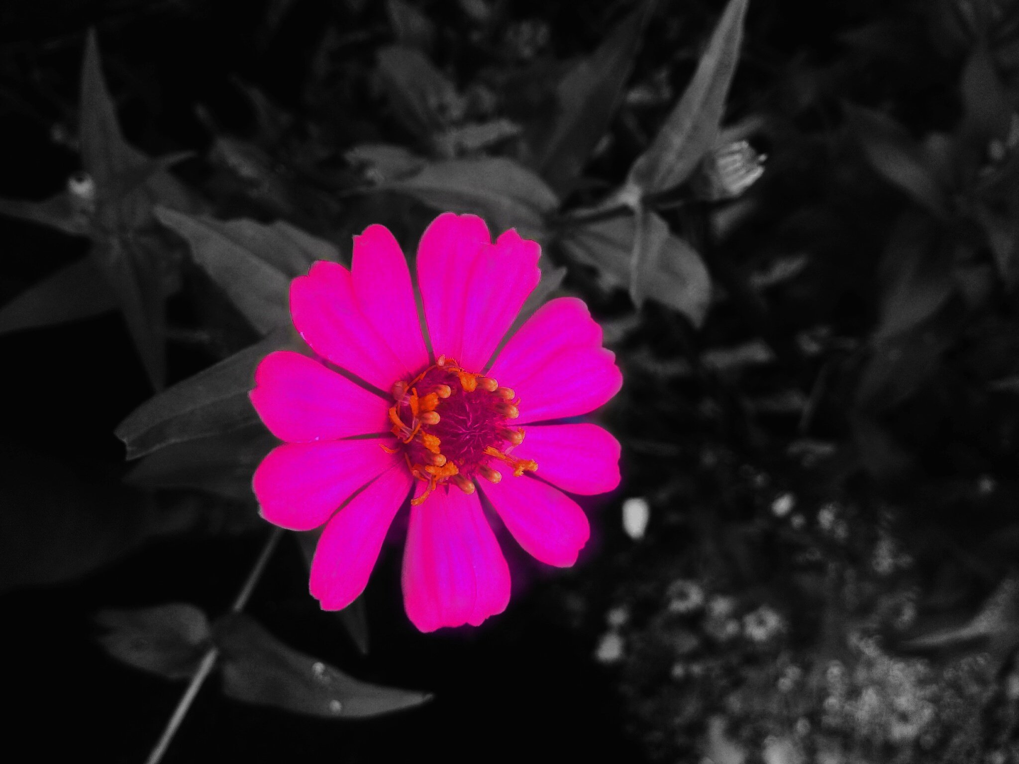 ꧋ꦆꦩꦩ꧀ꦩꦸꦱ꧀ꦠꦗꦶꦧ꧀ banner