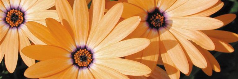 honeybee_she's profile banner image