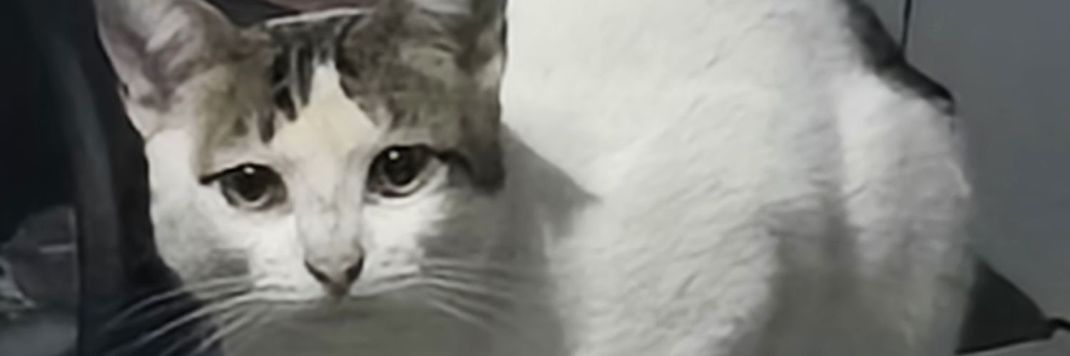 leonamds's profile banner image