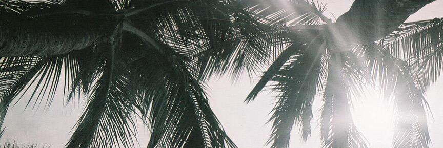 TheParadiseReef's profile banner image