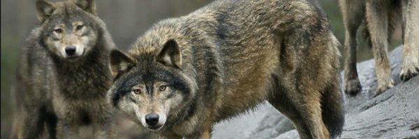 Colt_Wolf Profile Banner