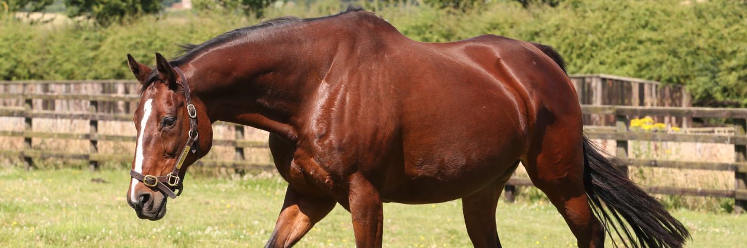 Castlefarm Stud banner