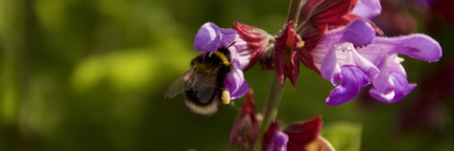 Edinburgh Living Landscape banner
