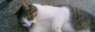 memepota's profile banner image