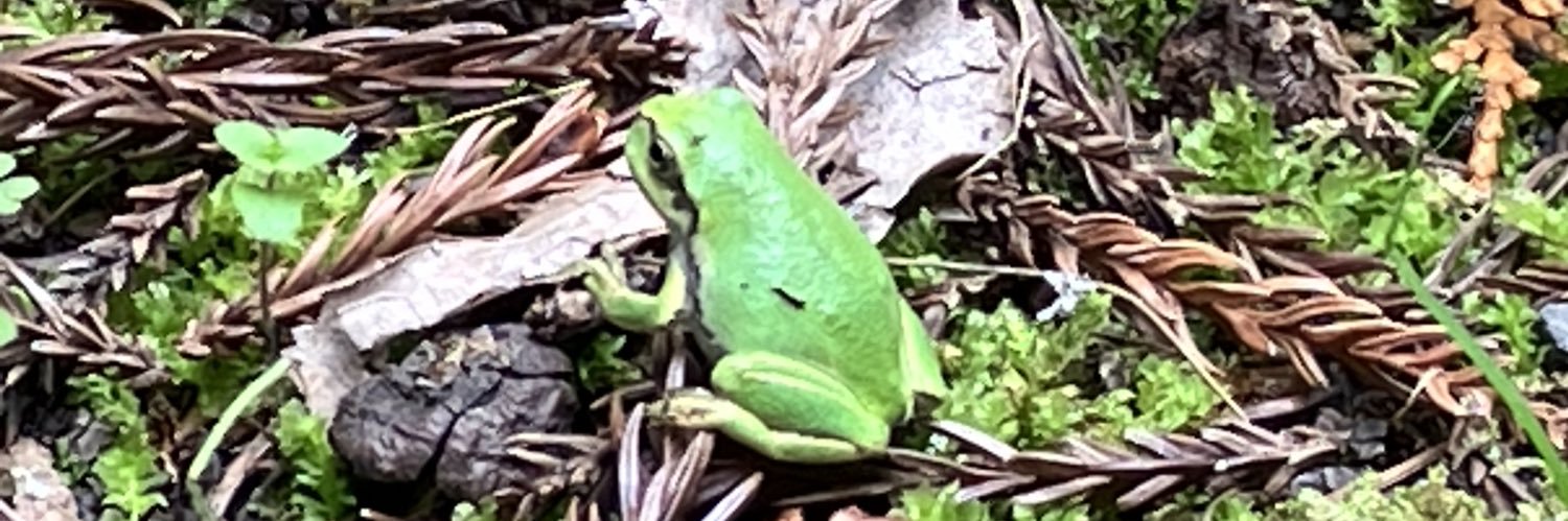 frogs358's profile banner image