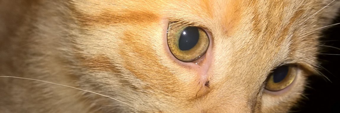 ZanderKitty's profile banner image