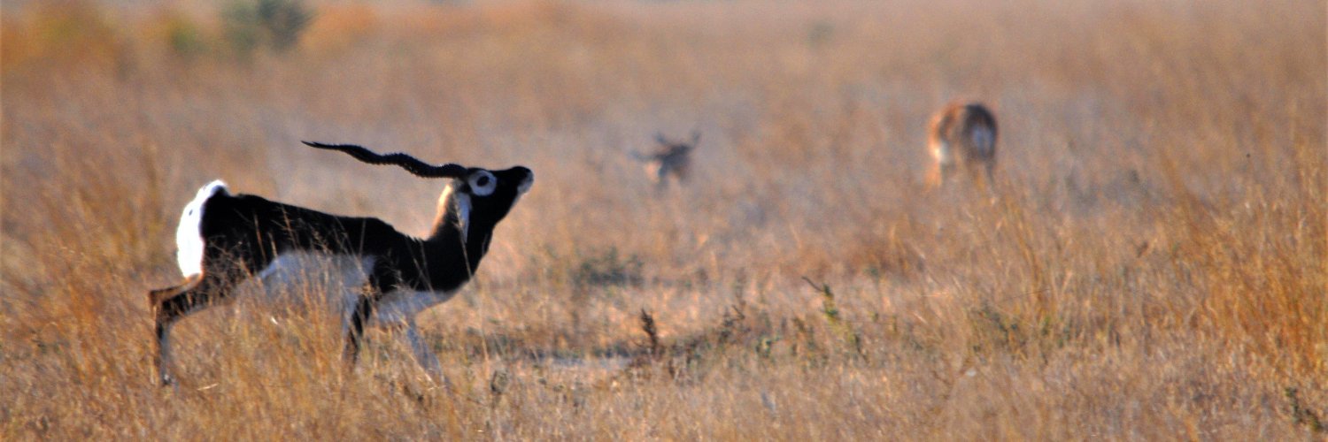 Prachi Mehta @wildwise banner