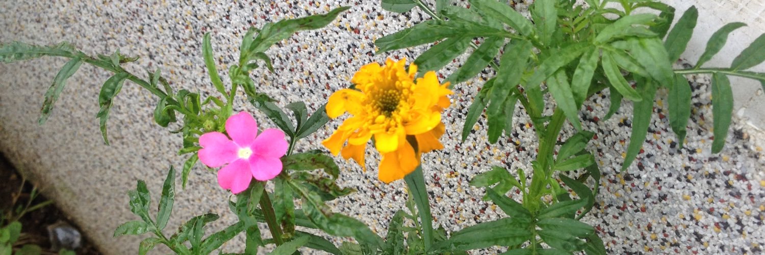 Глуварче banner