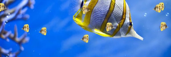 sameh196 Profile Banner