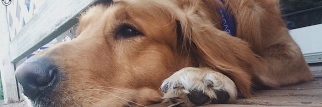 Jaacqueelynn's profile banner image
