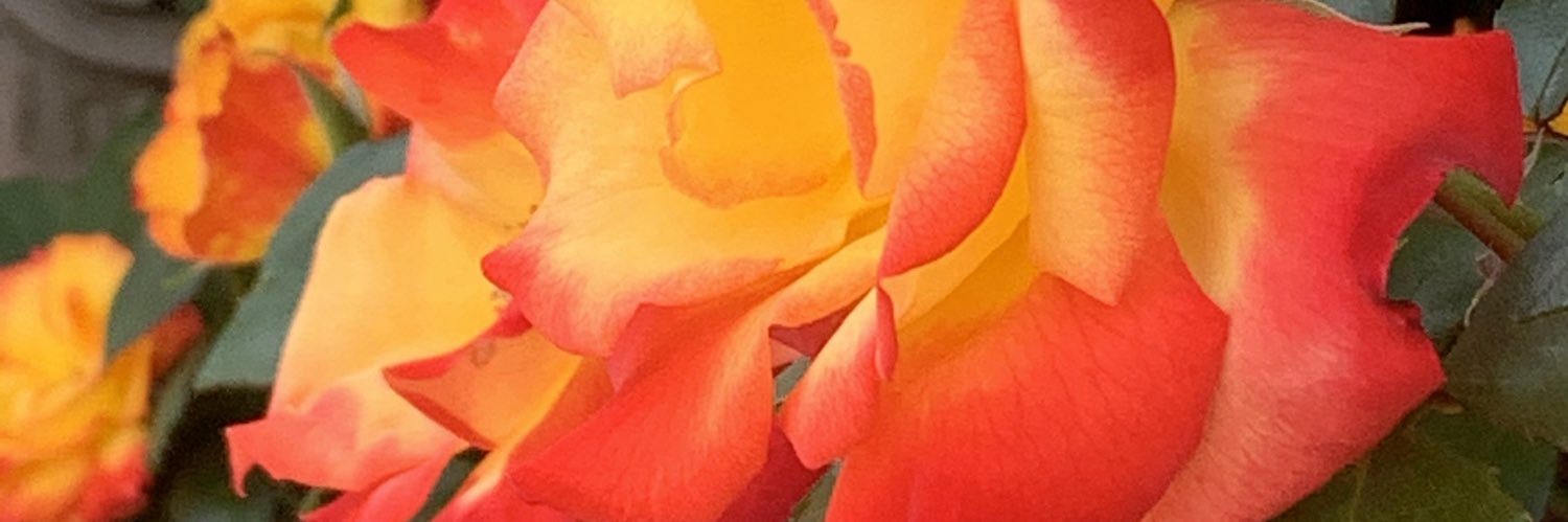 tatsutoron's profile banner image