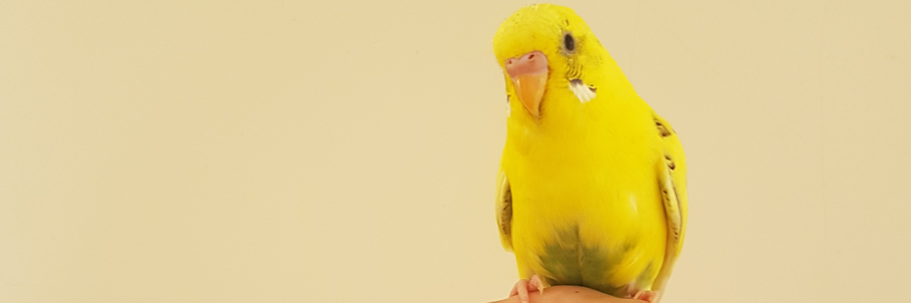 drbasakdemirel's profile banner image