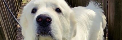 CalebFlickner's profile banner image