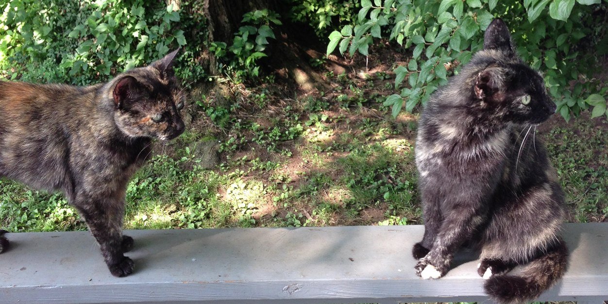ForrestHersey's profile banner image