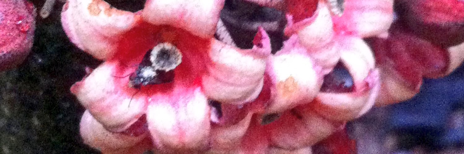 Andrea Pilar Drager banner